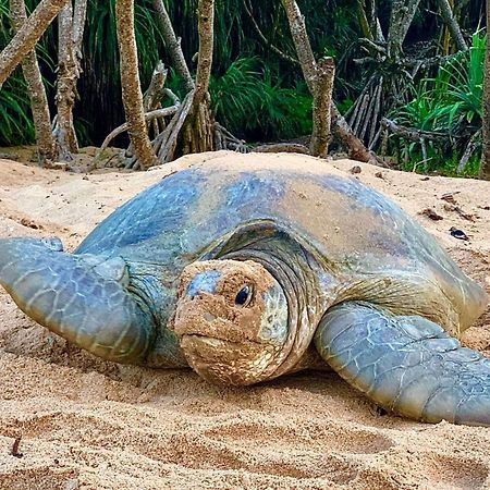 Turtle Paradise Тангалла Экстерьер фото
