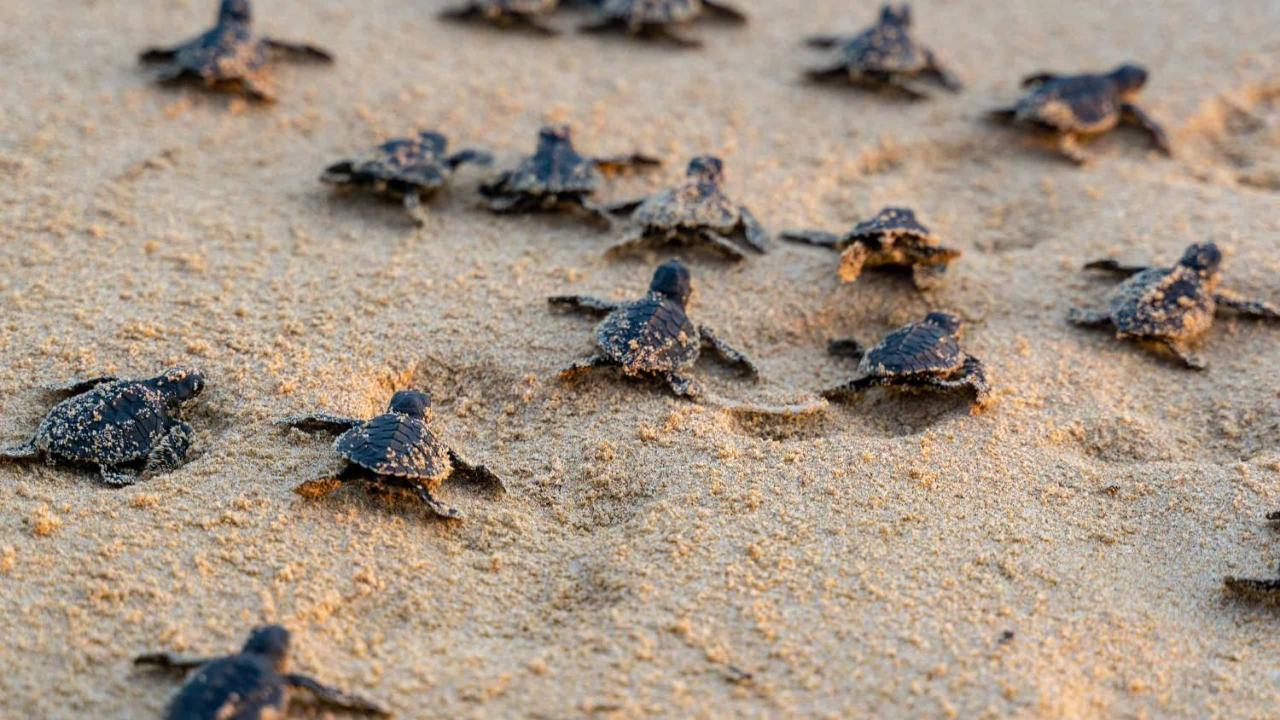 Turtle Paradise Тангалла Экстерьер фото