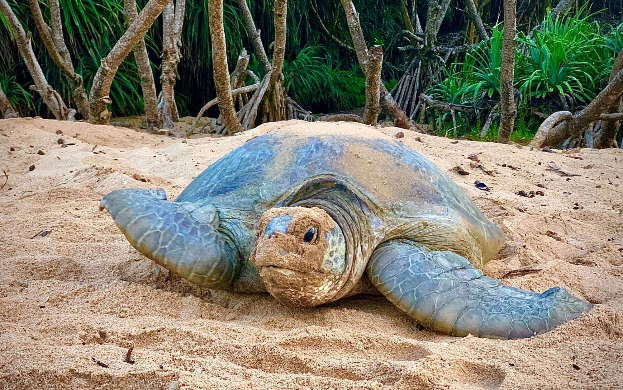 Turtle Paradise Тангалла Экстерьер фото
