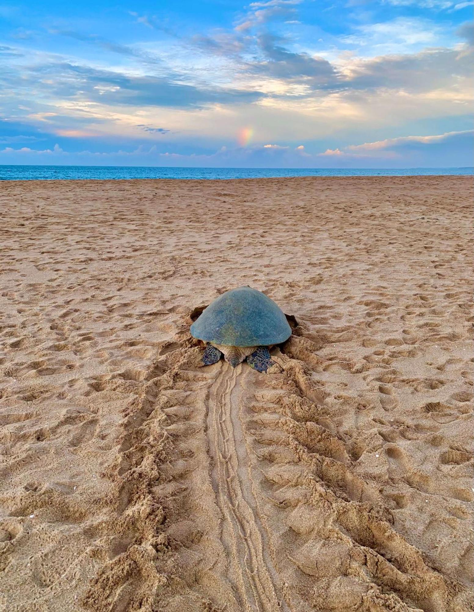 Turtle Paradise Тангалла Экстерьер фото