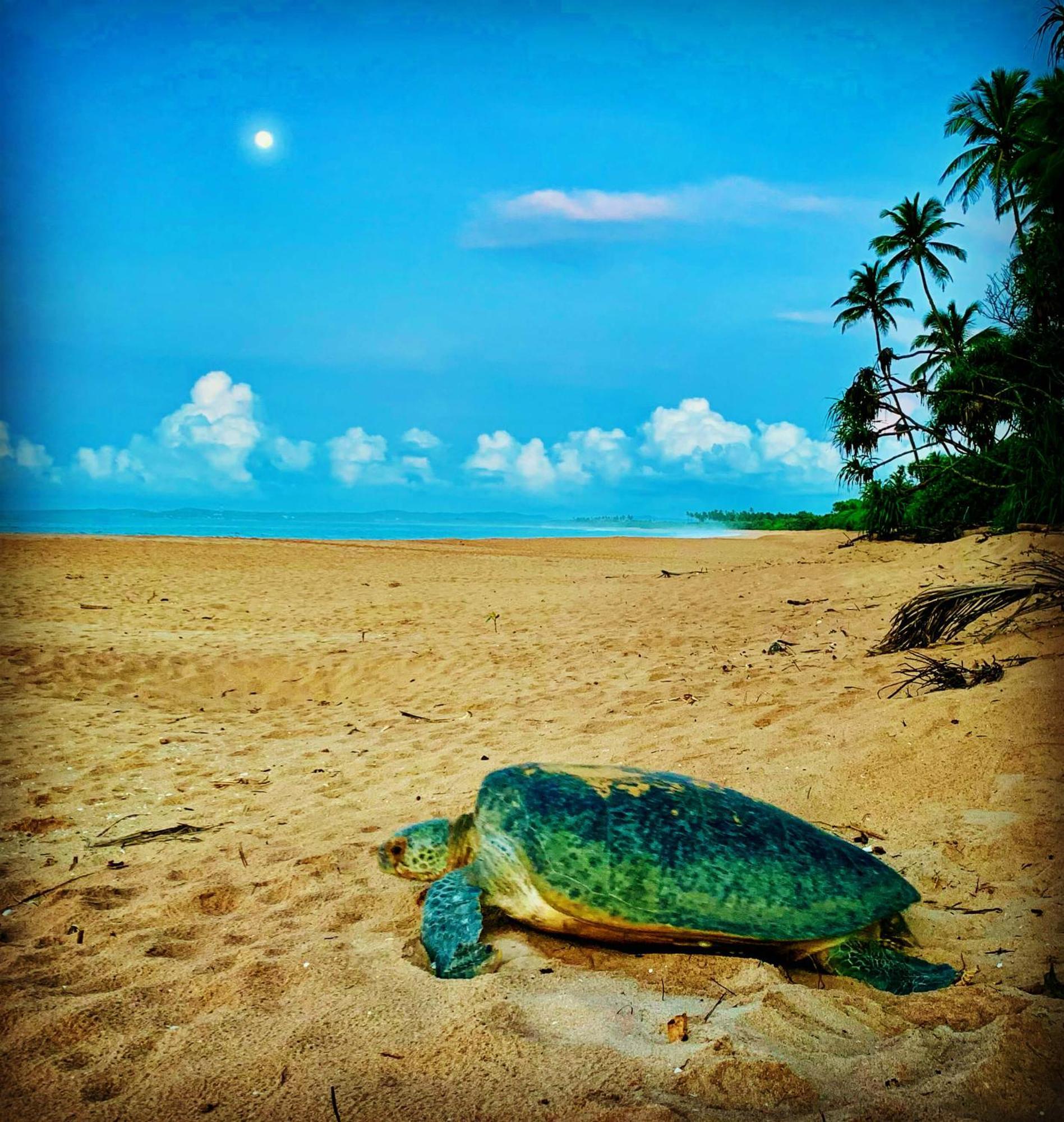 Turtle Paradise Тангалла Экстерьер фото